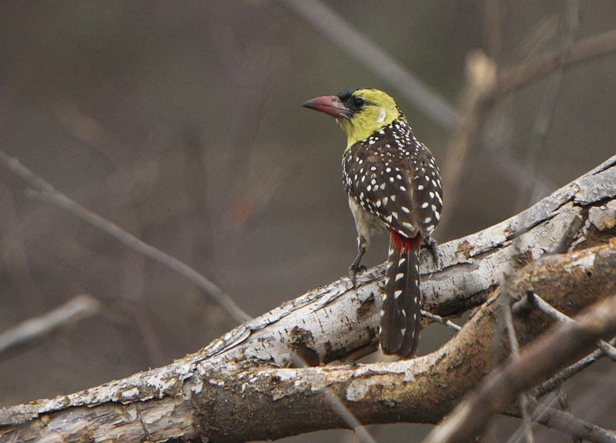 Yellow-breasted Barbet - ML539213891