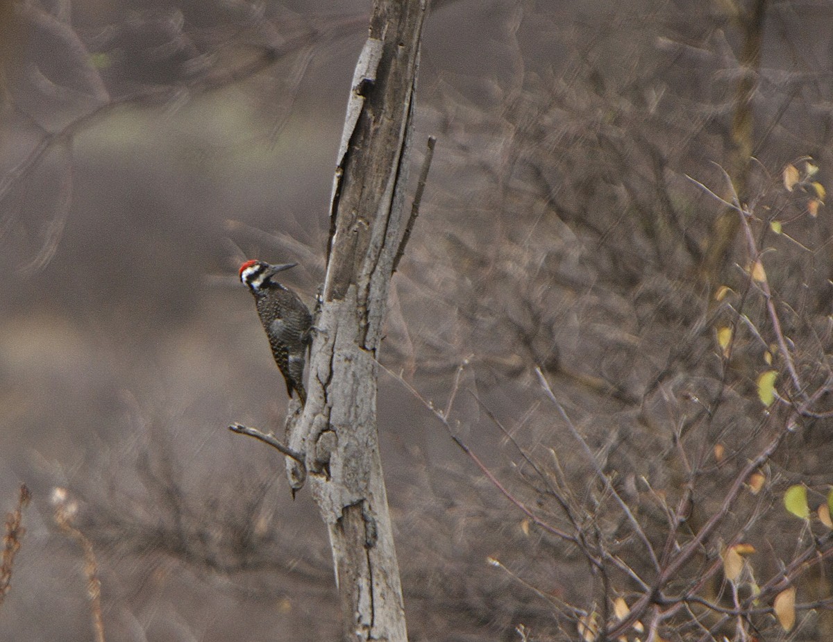 Bearded Woodpecker - ML539213941