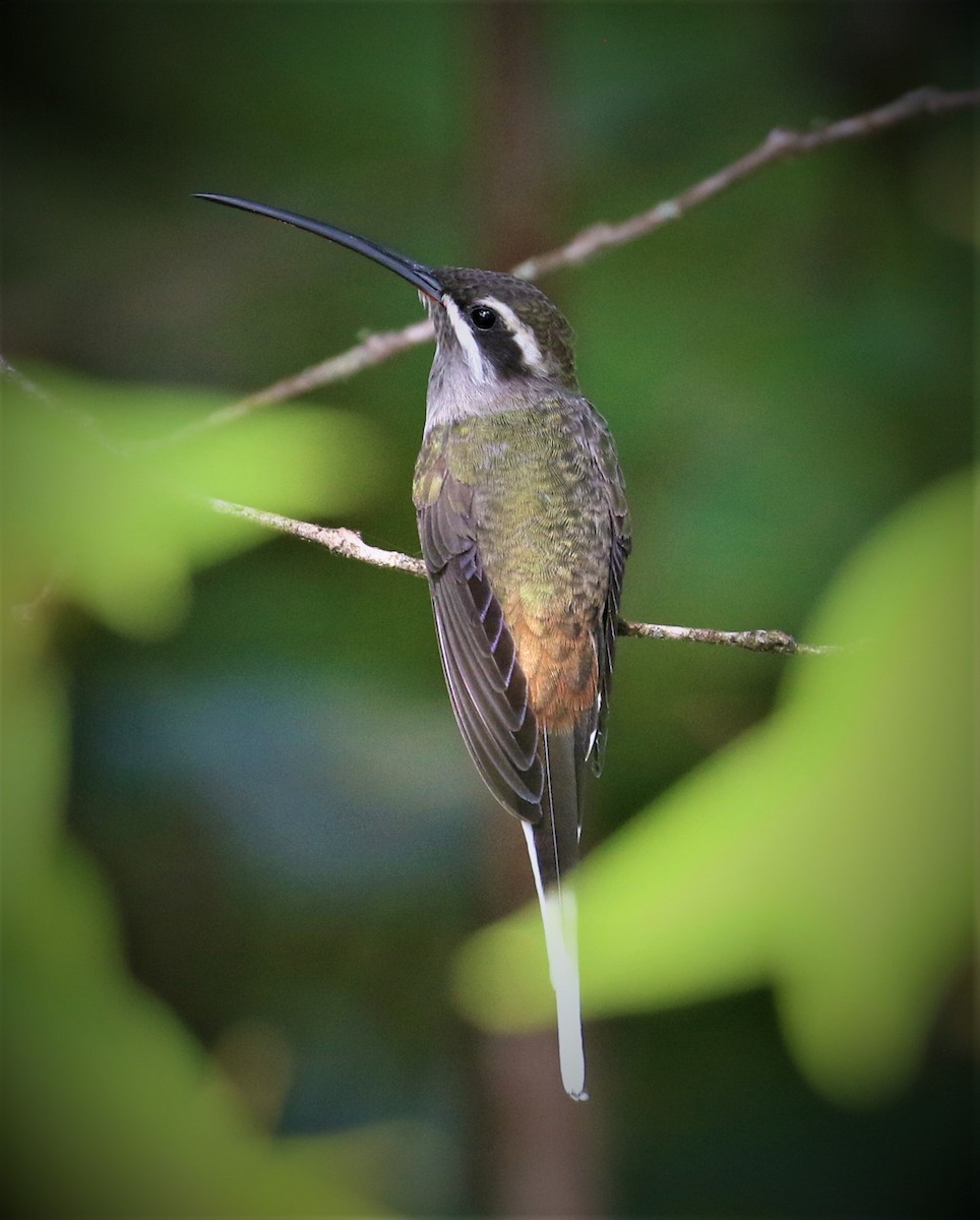 Sooty-capped Hermit - Mats Hildeman