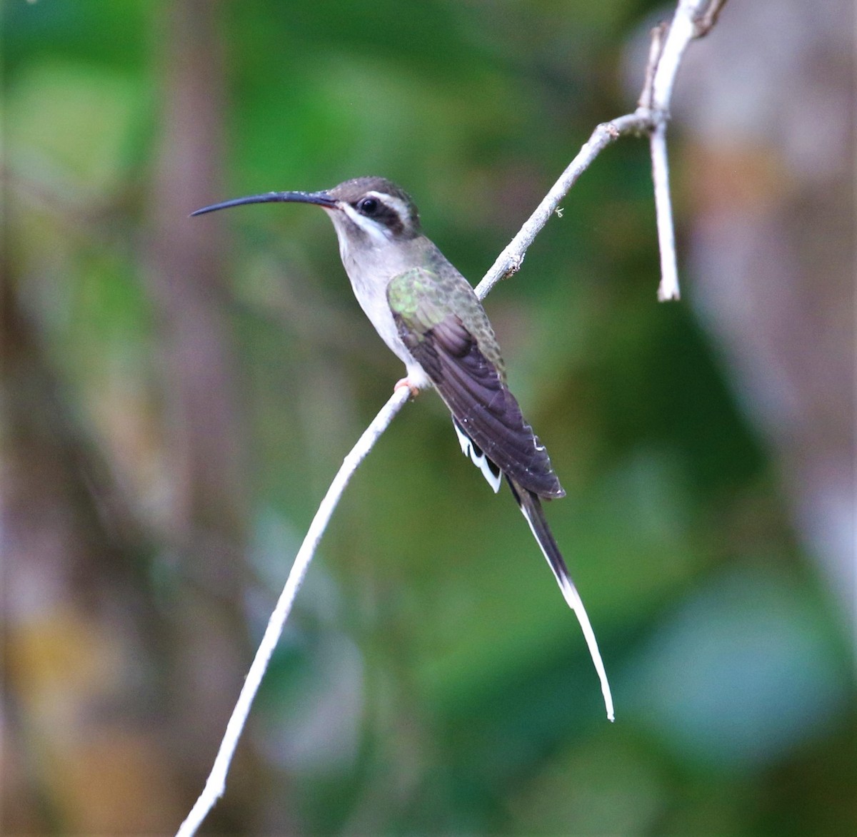 Sooty-capped Hermit - ML539215851