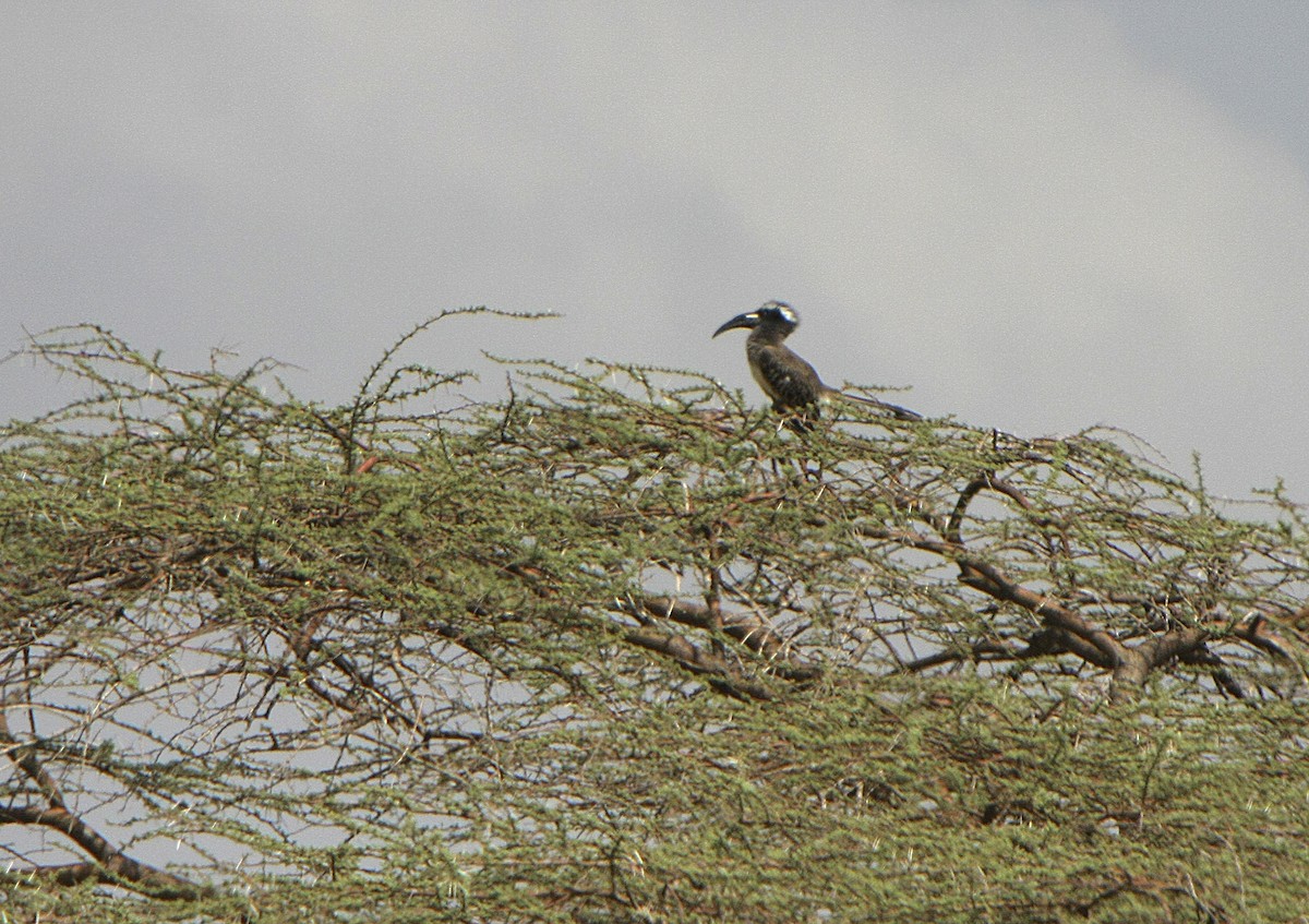 African Gray Hornbill - ML539215921