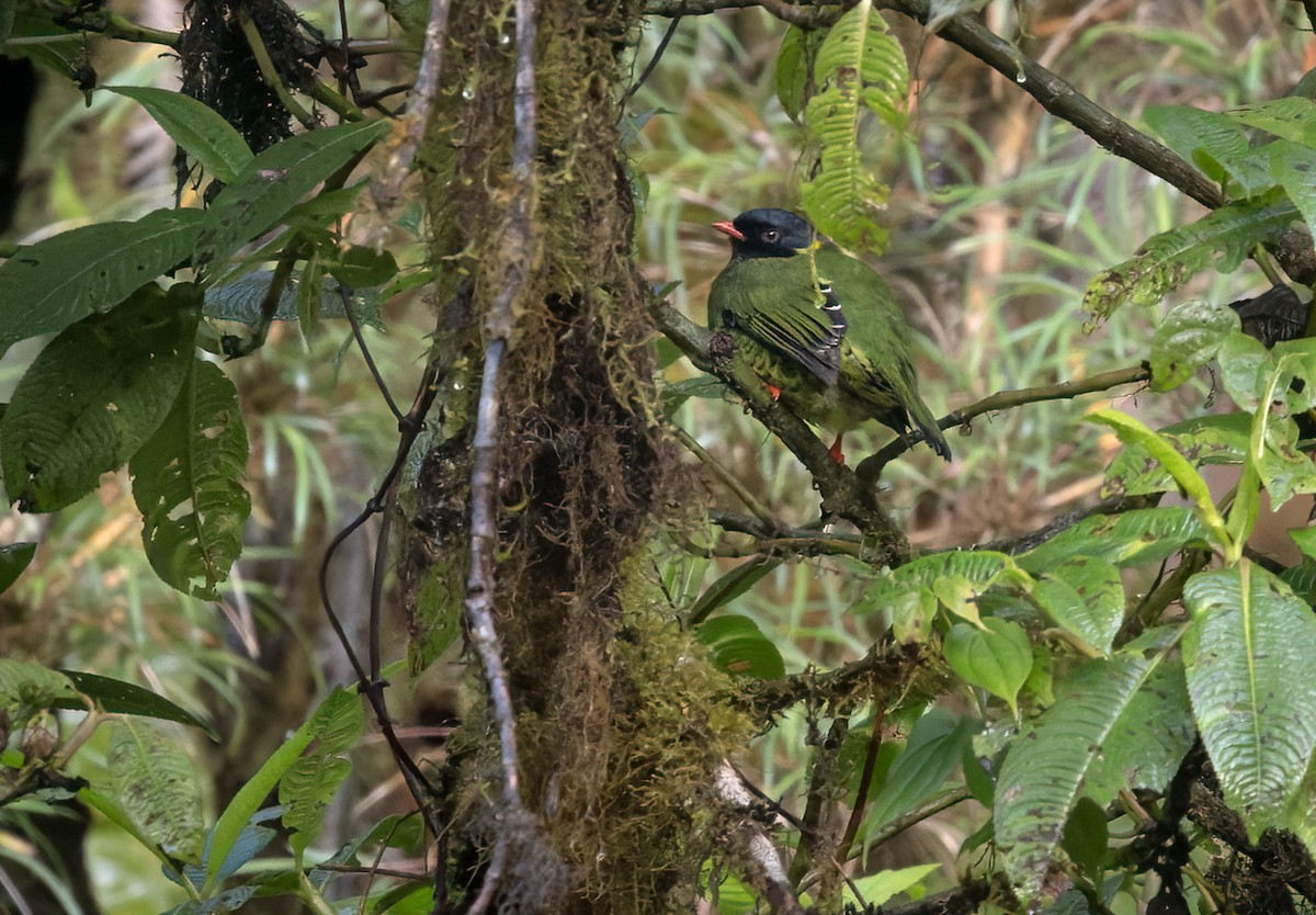 Band-tailed Fruiteater - ML539218081