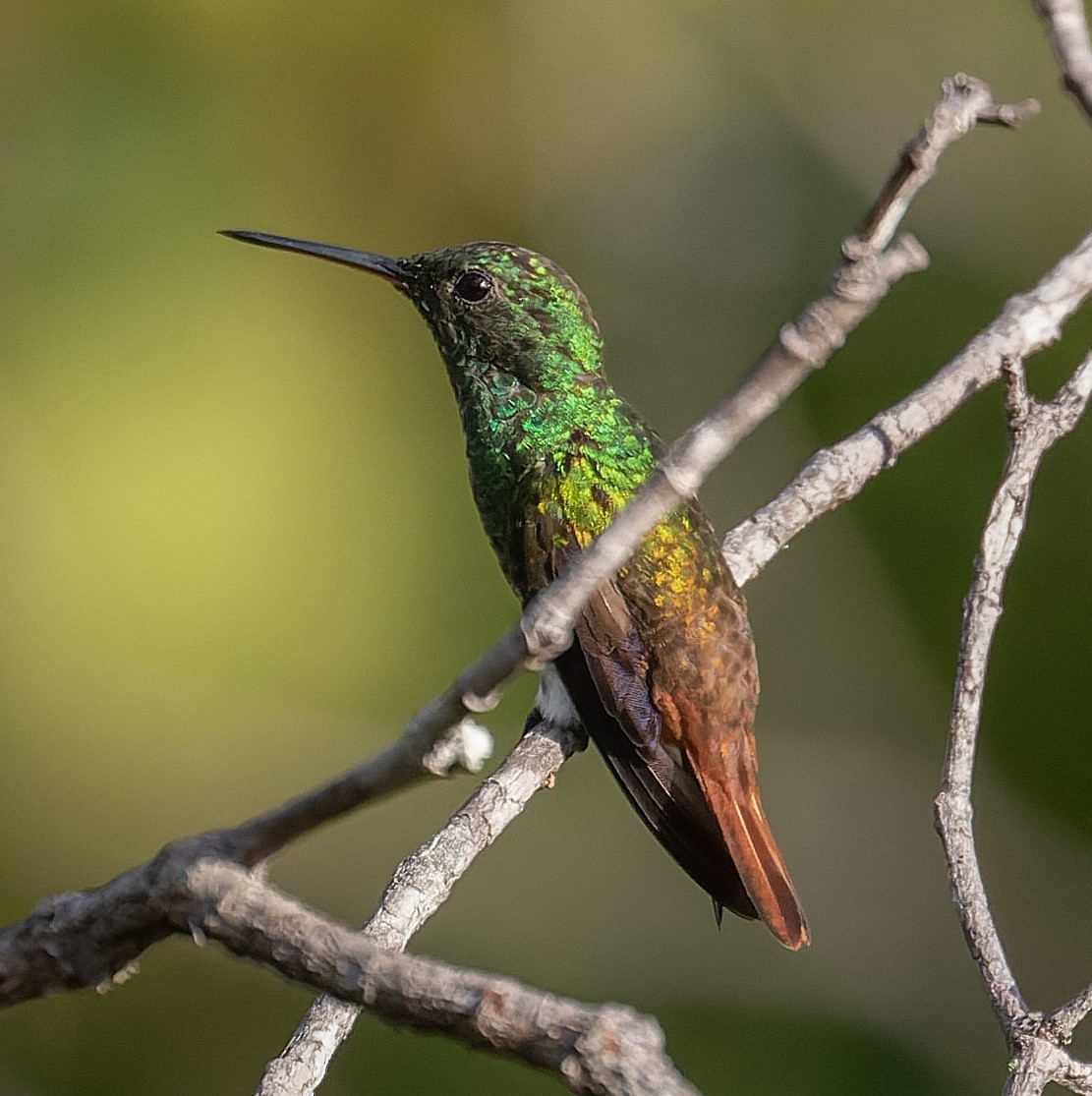 Copper-tailed Hummingbird - ML539220801