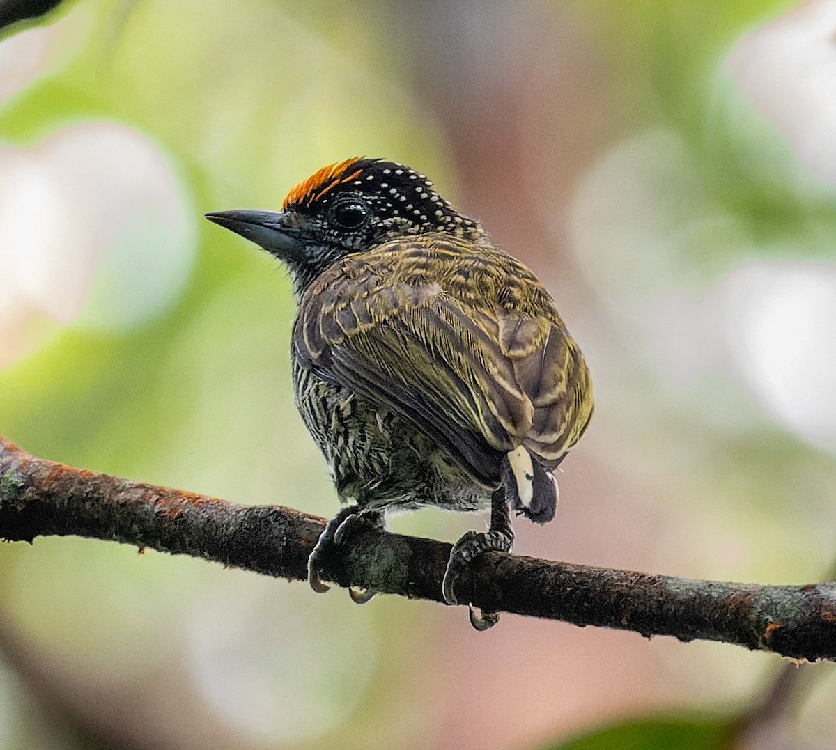 Golden-spangled Piculet (Undulated) - ML539221041