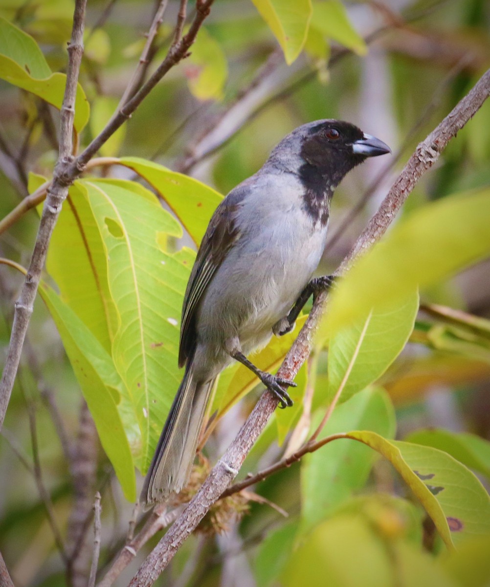 Black-faced Tanager - ML539221301
