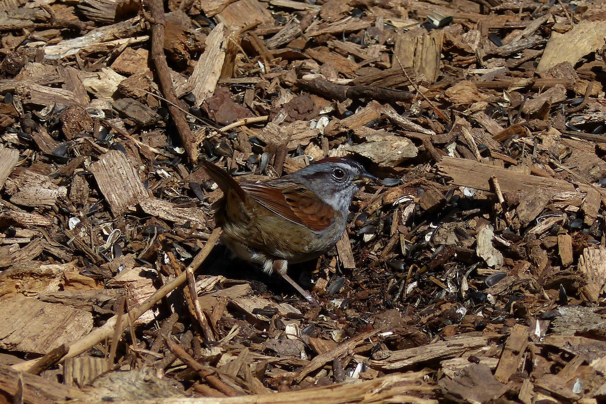 Swamp Sparrow - ML53922131