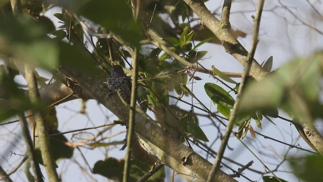 Scaled Piculet - ML539221691
