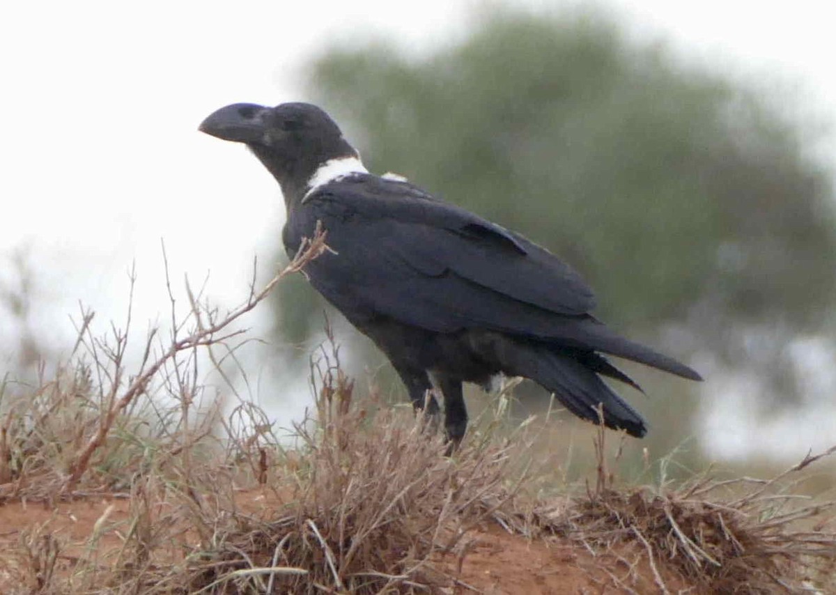 White-necked Raven - ML539223061
