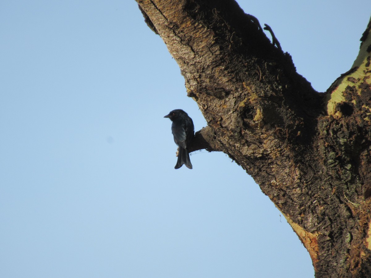 Fork-tailed Drongo - ML539226381