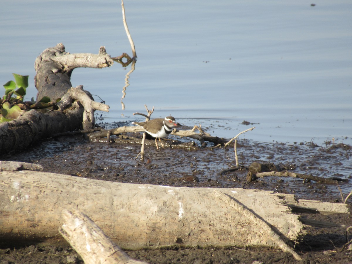 Three-banded Plover - ML539227261