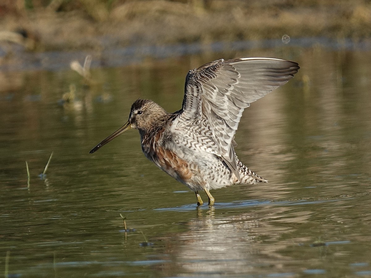 Long-billed Dowitcher - ML53922751