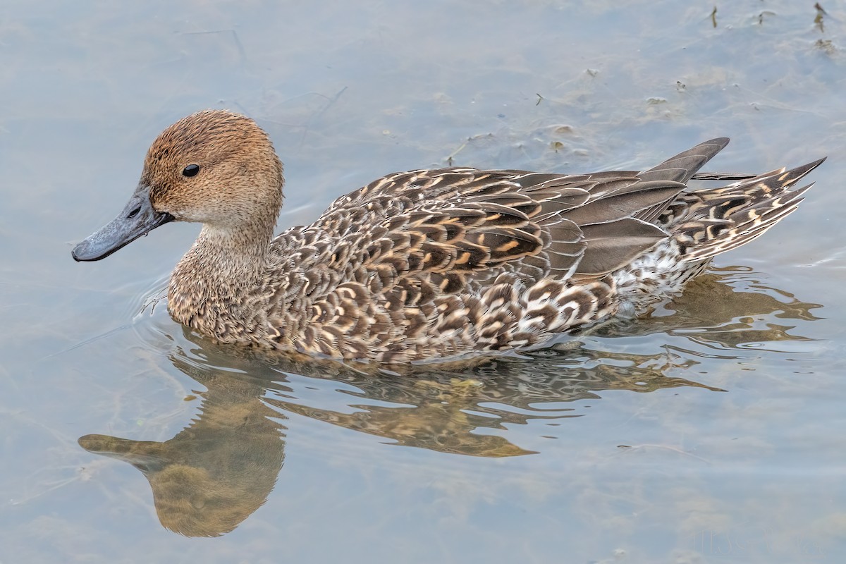 Northern Pintail - Michael Plaster