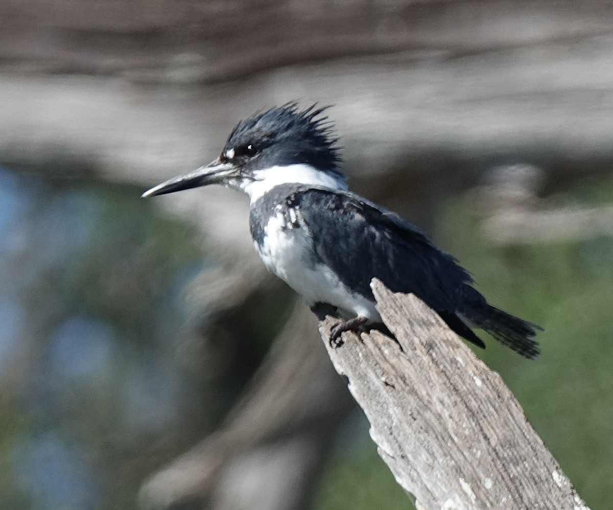 Belted Kingfisher - ML53922811