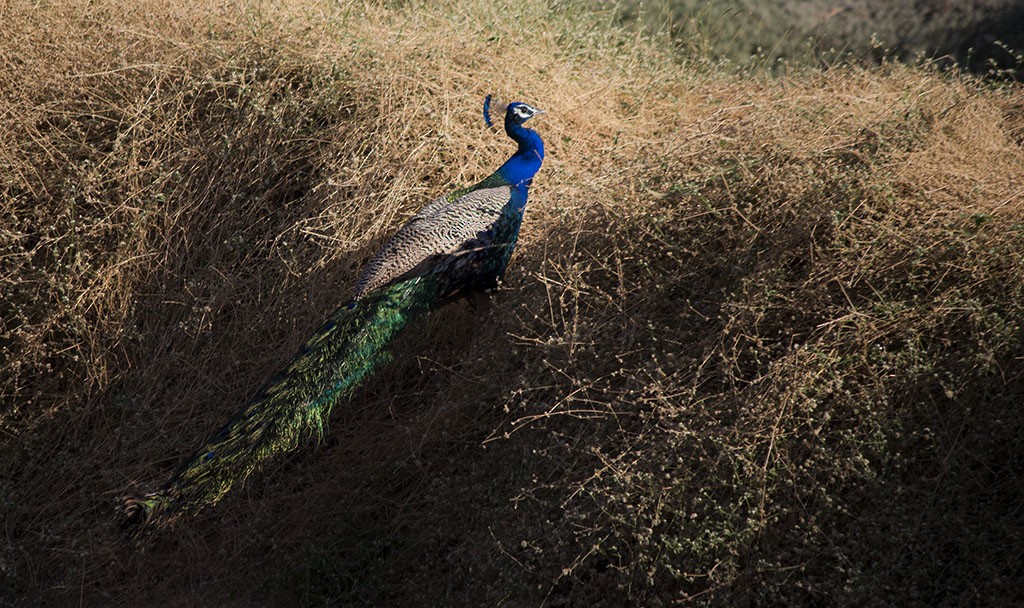 Indian Peafowl - Ameya Deshpande