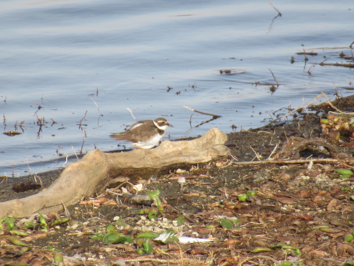 Common Ringed Plover - ML539230681