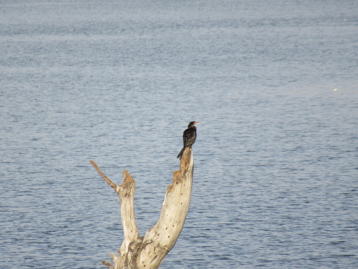 Long-tailed Cormorant - Kathleen Jean-Pierre