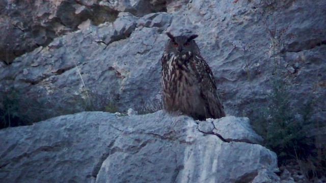 Eurasian Eagle-Owl - ML539240691