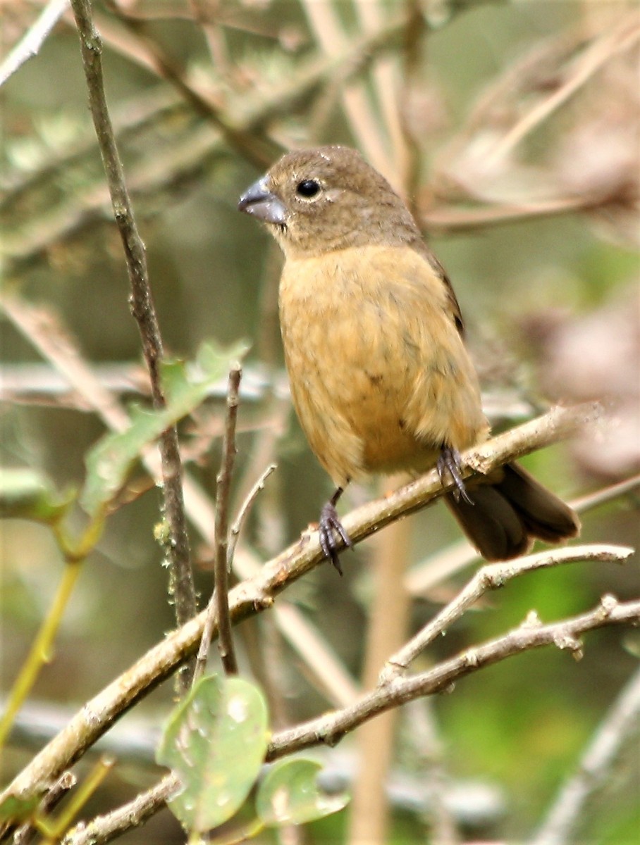 Rusty-collared Seedeater - ML53924081
