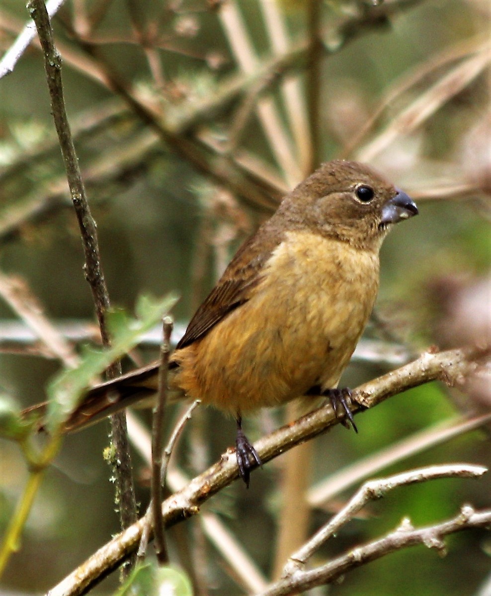 Rusty-collared Seedeater - ML53924121