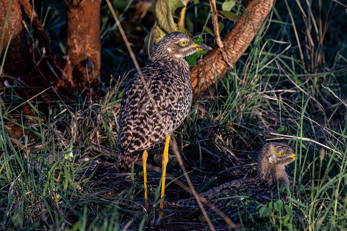 Spotted Thick-knee - ML539241391