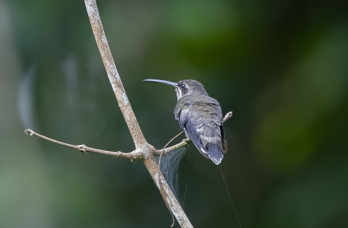 Pale-tailed Barbthroat - ML539243401