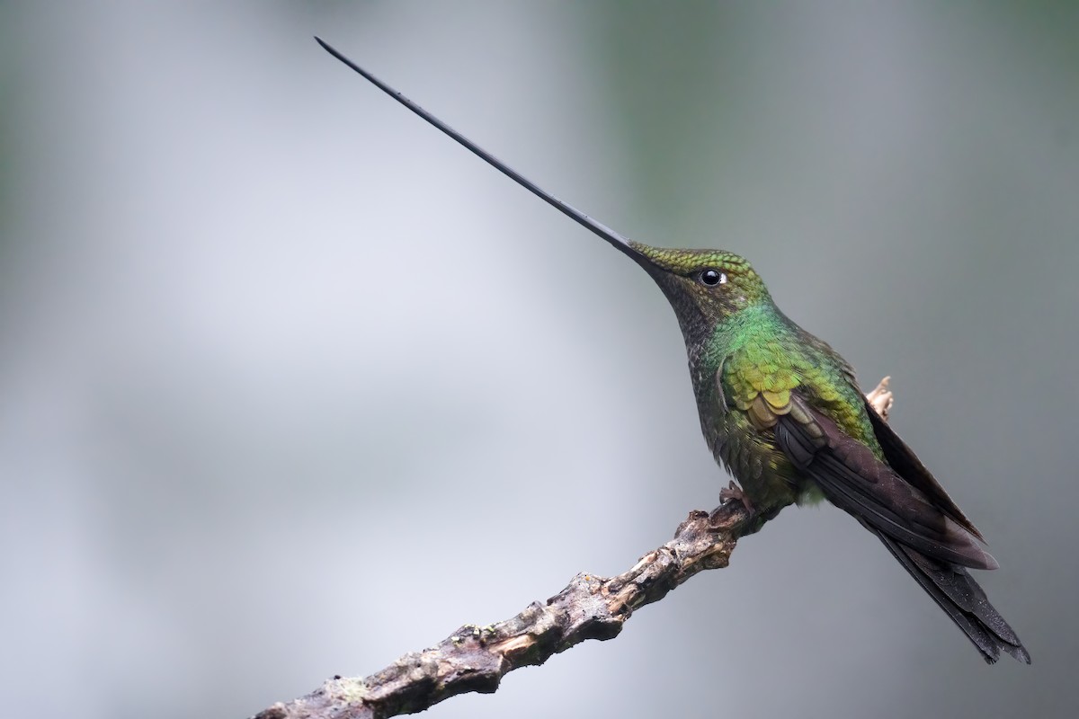 Sword-billed Hummingbird - ML539243431