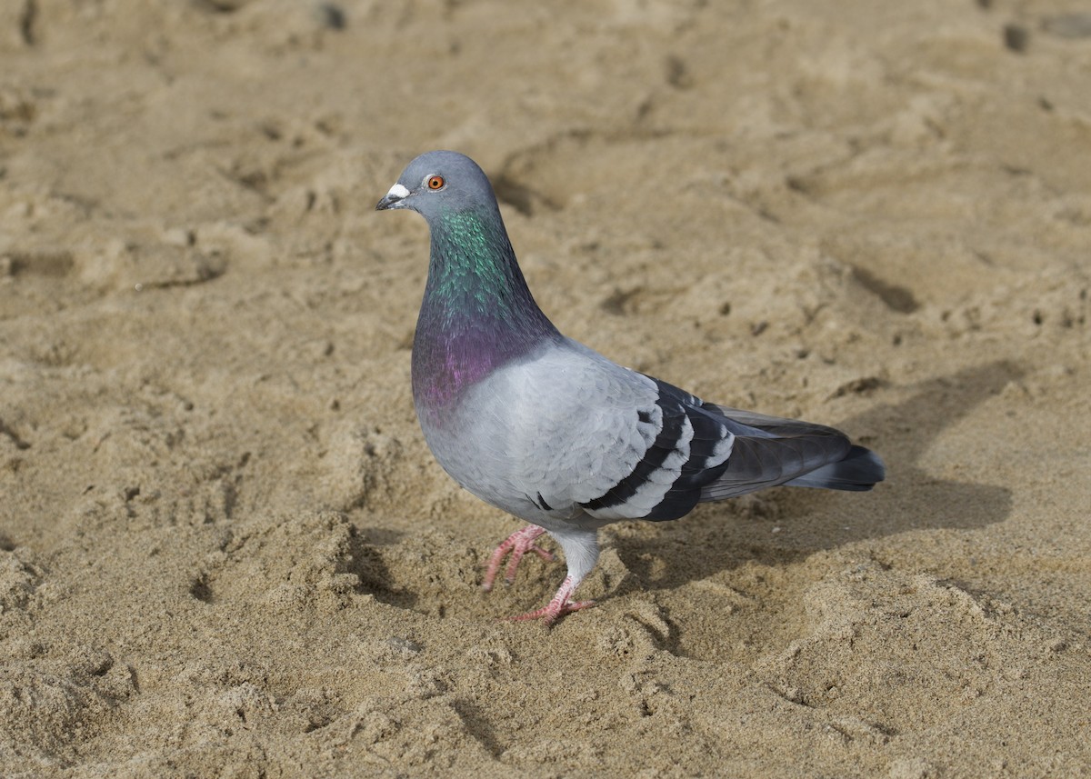 Rock Pigeon (Feral Pigeon) - ML539244171
