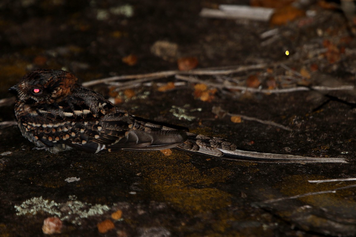 Scissor-tailed Nightjar - Ian Thompson