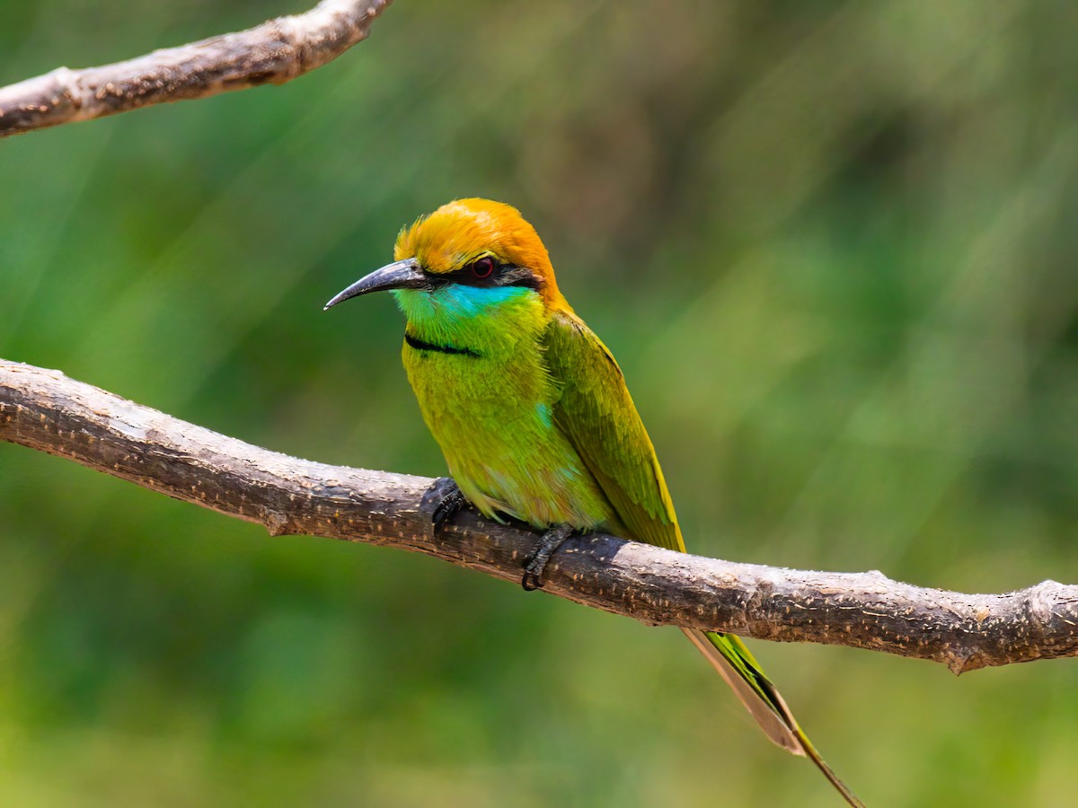 Asian Green Bee-eater - ML539249961