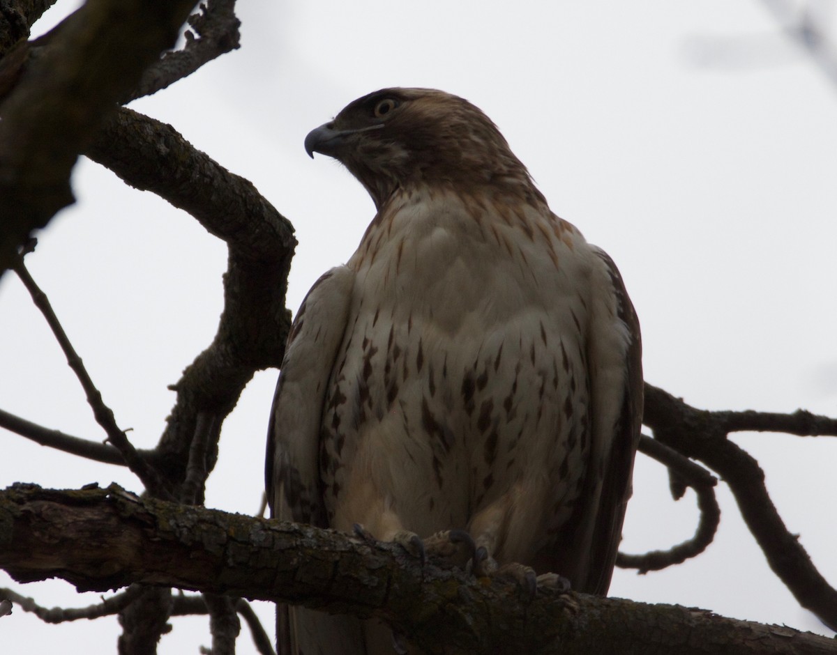 Red-tailed Hawk - ML53925211