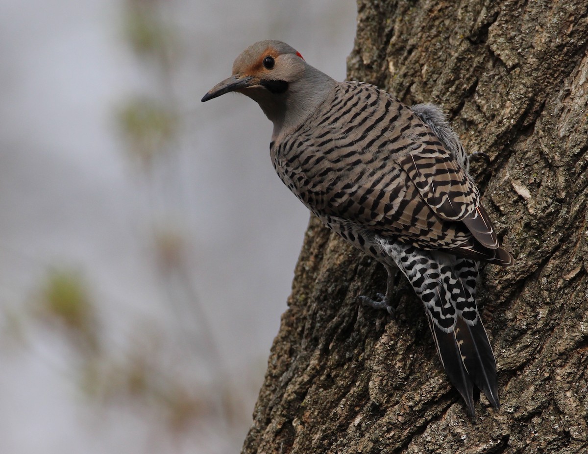 Northern Flicker - Andy Witchger