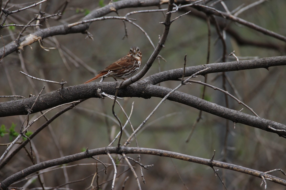 Fox Sparrow - Andy Witchger