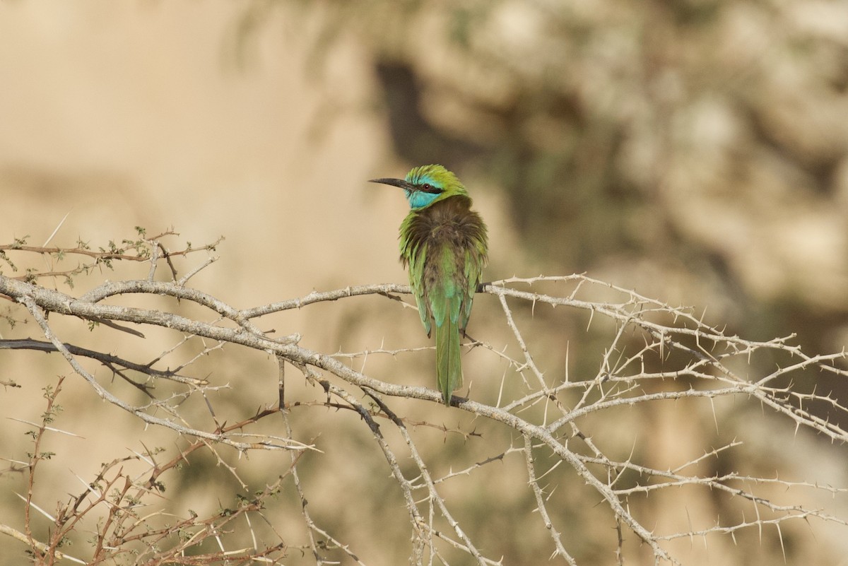 Arabian Green Bee-eater - Johan Fagefors