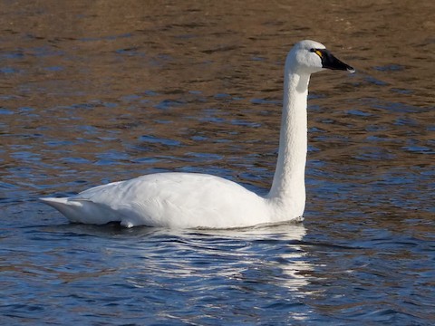 Tundra Swan - Roger Horn