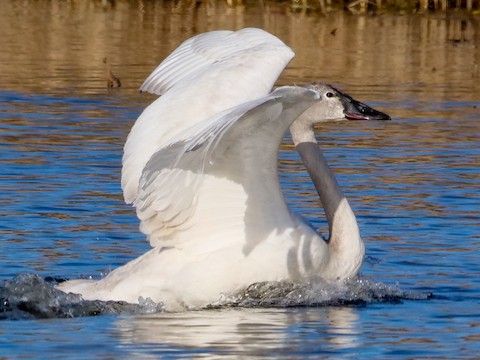 Tundra Swan - Roger Horn