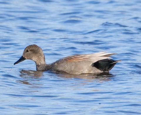 Gadwall - Roger Horn