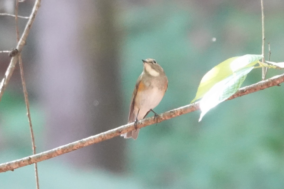 Red-flanked/Himalayan Bluetail - ML539269201