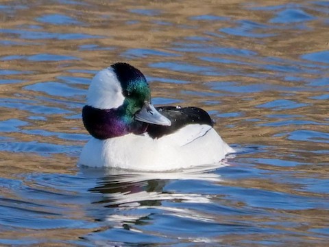 Bufflehead - Roger Horn