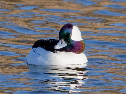 Bufflehead - Roger Horn