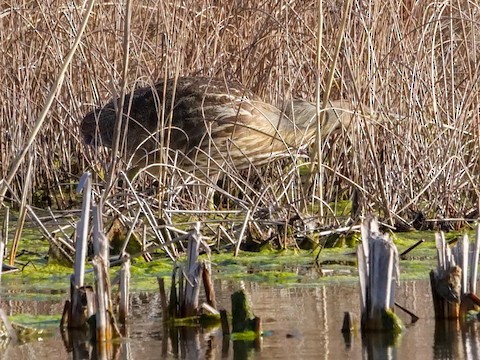 American Bittern - Roger Horn