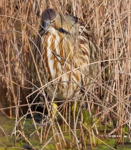 American Bittern - Roger Horn