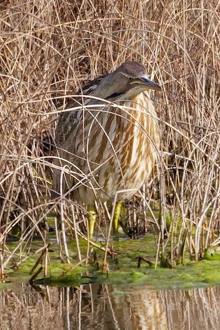 American Bittern - Roger Horn