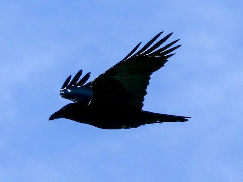 Common Raven - Roger Horn