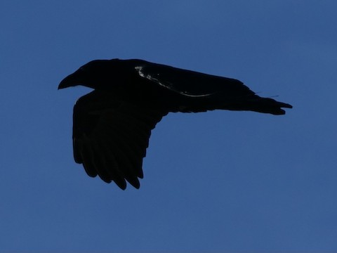Common Raven - Roger Horn