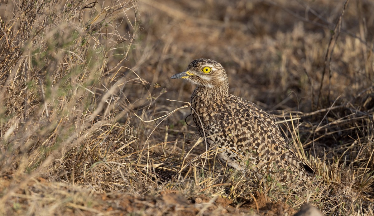 Spotted Thick-knee - ML539270081