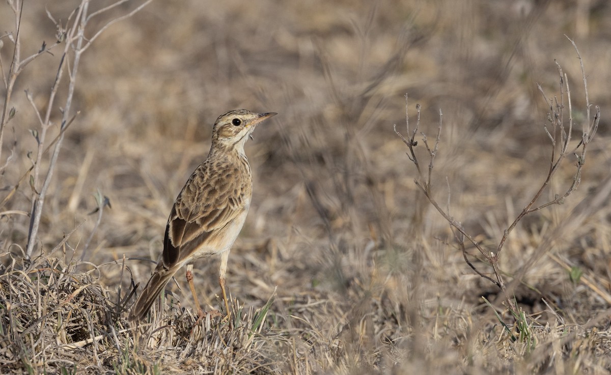 African Pipit - ML539270091