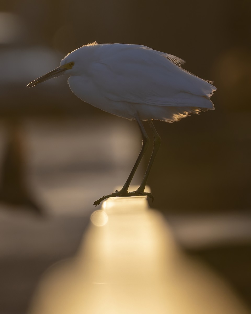 Snowy Egret - RaDel Hinckley