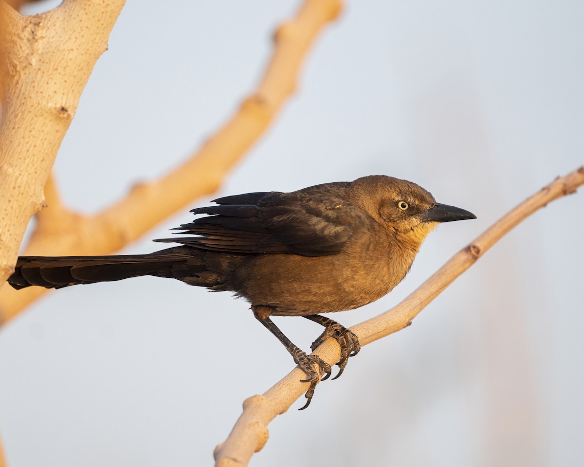 Great-tailed Grackle - ML539271531