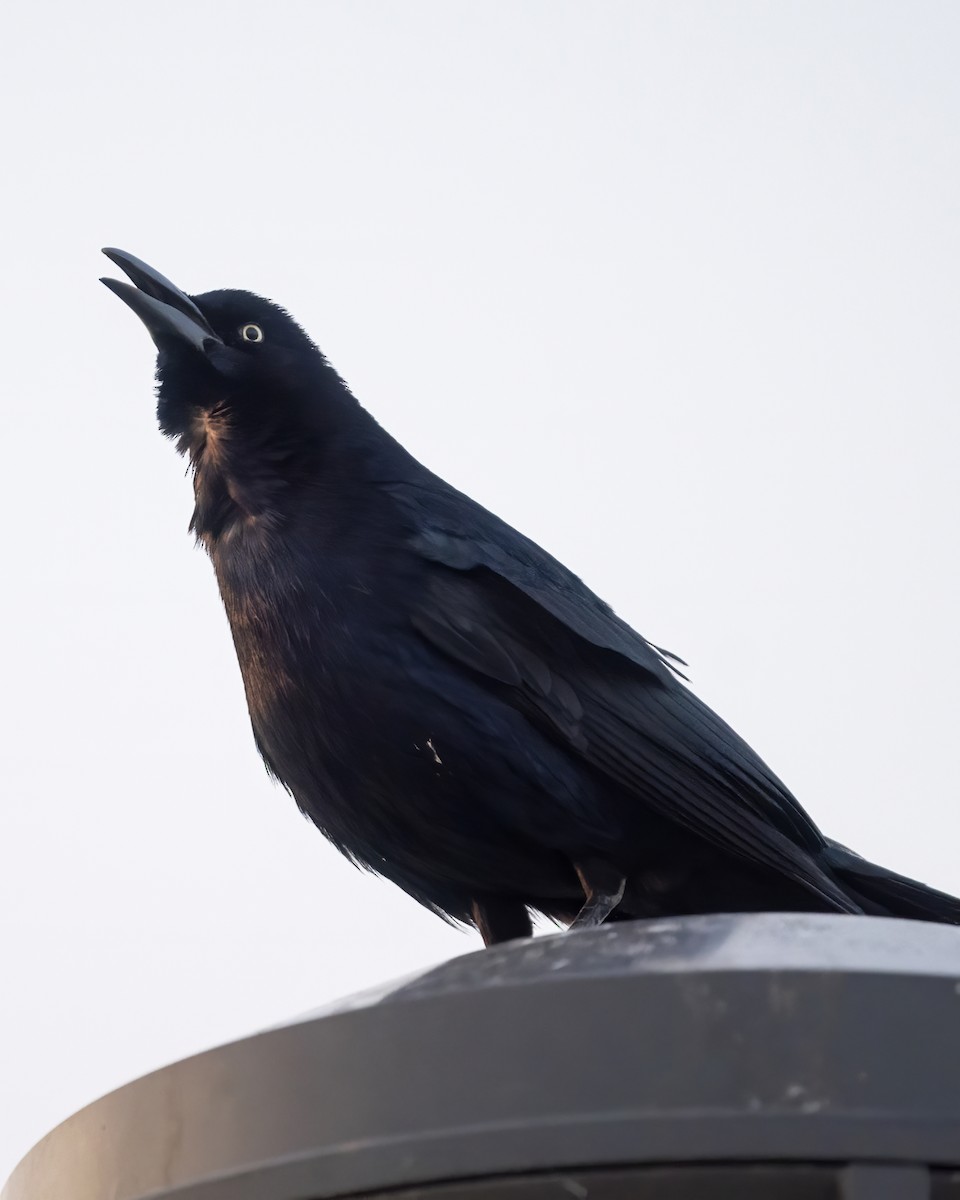 Great-tailed Grackle - ML539271541