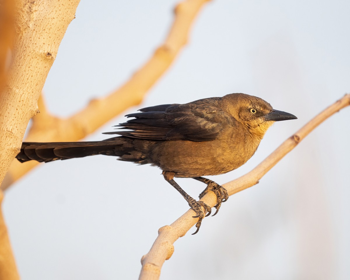 Great-tailed Grackle - ML539271551
